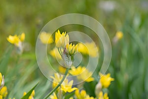 Yellow garlic Allium moly Jeannine, flowering plants